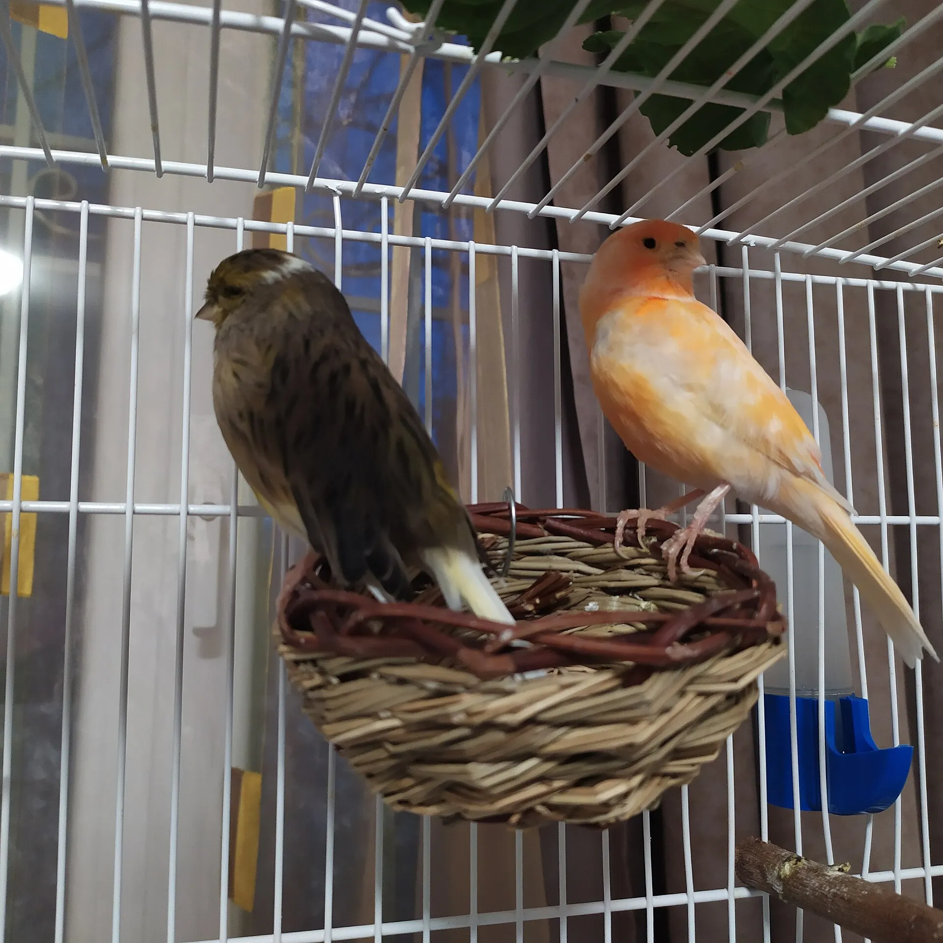 Deux canaris, l'une des espèces présentées au salon des oiseaux de Blaye-les-Mines