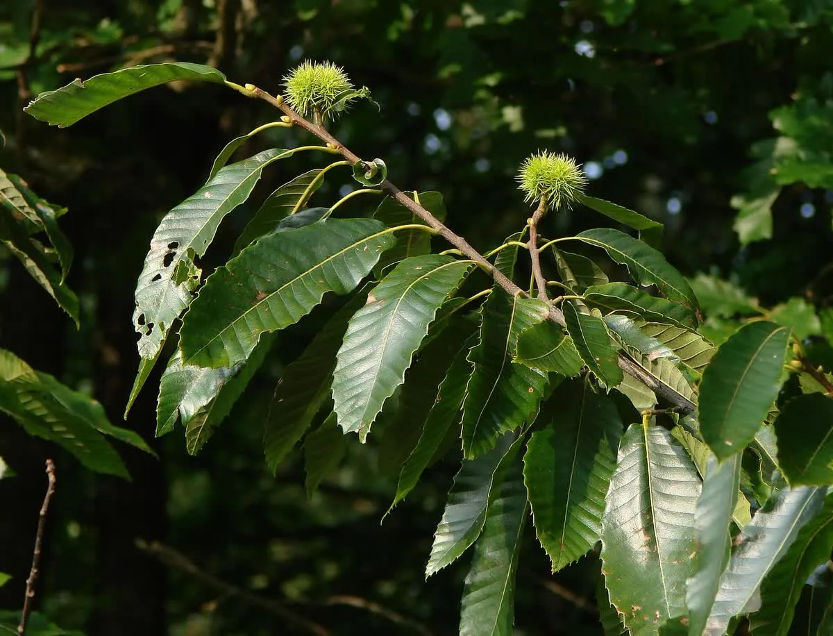 Branche de châtaignier chargée de feuilles dentelées et de bogues vertes épineuses