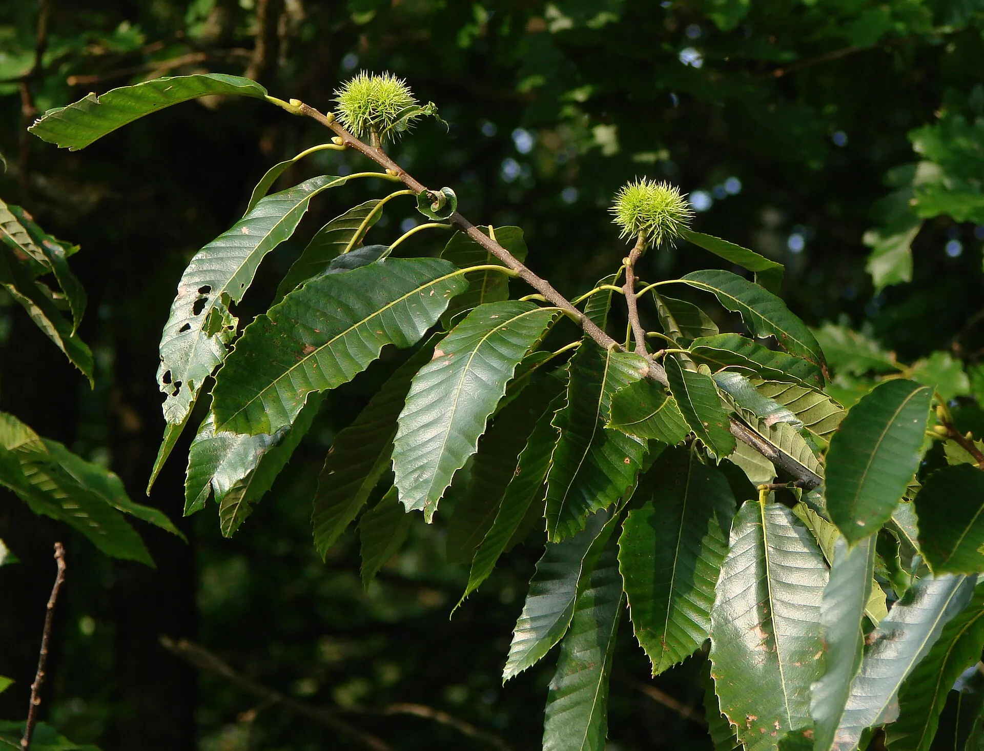 Branche de châtaignier chargée de feuilles dentelées et de bogues vertes épineuses